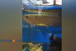 Demo Arowana Rupiah 2024 Terbaru Hari Ini