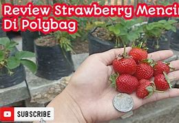 Strawberry Mencir Adalah